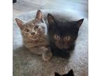 Adopt Arlo BONDED to Archie a Domestic Short Hair