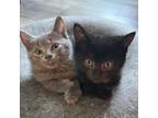 Adopt Archie BONDED with Arlo a Domestic Short Hair