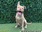 Adopt MYSTICAL BILL a American Staffordshire Terrier, Mixed Breed