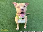 Adopt EDISON a Pit Bull Terrier