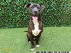 Adopt DINGO OMALLEY a Pit Bull Terrier