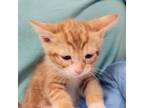 Adopt Gulf a Domestic Medium Hair