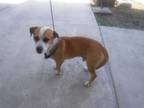 Adopt JACK a Terrier, Mixed Breed