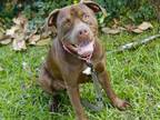 Adopt MALCOLM a American Staffordshire Terrier, Mixed Breed