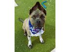 Adopt TANK a American Staffordshire Terrier
