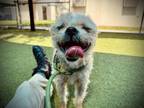 Adopt ROCCO a Brussels Griffon, Mixed Breed