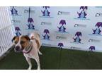 Adopt MAX a Pit Bull Terrier
