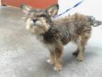 Adopt TUFF a Yorkshire Terrier, Mixed Breed