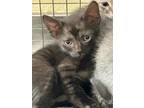 Adopt TED a Domestic Short Hair