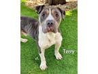 Adopt TERRY a Pit Bull Terrier, Mixed Breed