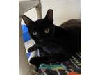 Adopt PATTERSON a Domestic Short Hair