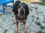 Adopt PINOT a Bluetick Coonhound