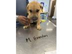 Adopt HOUSTON a Labrador Retriever, Mixed Breed