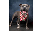 Adopt Muddy a Staffordshire Bull Terrier, Mixed Breed