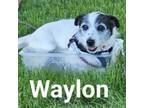 Adopt Waylon a Jack Russell Terrier