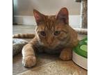 Adopt Biscuit - Bonded W/ Cheddar a Domestic Short Hair