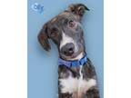 Adopt Olly a Hound, Mixed Breed