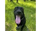 Adopt Myles a Cardigan Welsh Corgi, Black Labrador Retriever