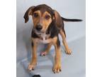Adopt Sosa a Beagle, Mixed Breed
