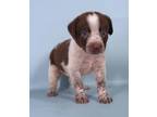 Adopt Zane a Beagle, Mixed Breed