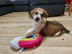 Adopt Zack a Beagle, Mixed Breed