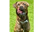 Adopt Buckley a Mixed Breed