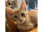 Adopt Eric Foreman a Domestic Short Hair