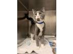Adopt Snoopy a Domestic Short Hair