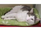 Adopt Clarence a Domestic Short Hair