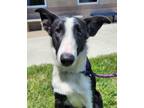 Adopt Boots-NOT AVAILABLE UNTIL 6/3/24 a Collie, Border Collie