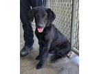 Adopt Crosley NOT AVAIL UNTIL 6/03 a Retriever, Mixed Breed