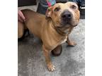 Adopt Sid a Pit Bull Terrier, Mixed Breed