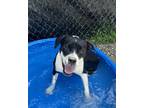 Adopt Scotch a Pit Bull Terrier, Mixed Breed