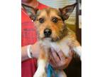 Adopt Snoopy a Terrier, Mixed Breed
