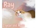 Adopt Ray a Domestic Short Hair