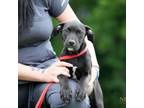 Adopt Blackie a Black Labrador Retriever, Pit Bull Terrier