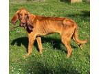 Adopt Clyde a Bloodhound