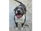 Adopt King (Underdog) a Pit Bull Terrier, Mixed Breed