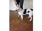 Adopt Max a Border Collie, Mixed Breed