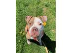 Adopt CHARLES a Pit Bull Terrier