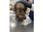 Adopt ZIGGY a Yorkshire Terrier, Mixed Breed