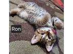 Adopt Ron a Domestic Short Hair