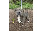 Adopt Smokey the Bear a Pit Bull Terrier