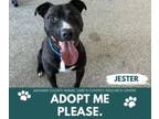 Adopt JESTER a Pit Bull Terrier