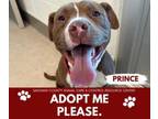 Adopt PRINCE a Pit Bull Terrier