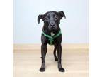Adopt Meteor D16470 a Terrier