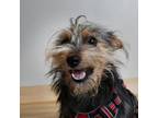 Adopt Ruiz D16538 a Yorkshire Terrier