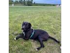Adopt Astro D16471 a Terrier