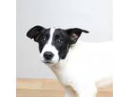 Adopt Bandit D16474 a Jack Russell Terrier