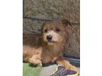 Adopt Rory a Cairn Terrier, Mixed Breed